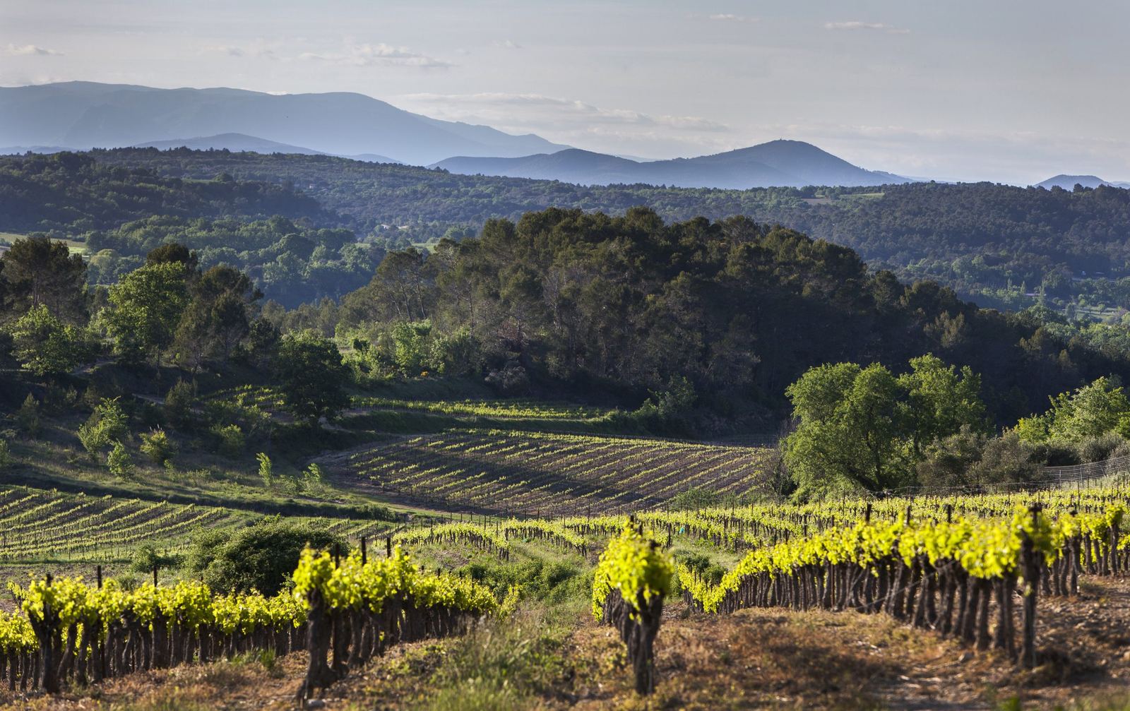 Les vignes du Duché d'Uzès